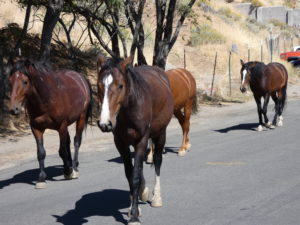 Virginia City wild herd