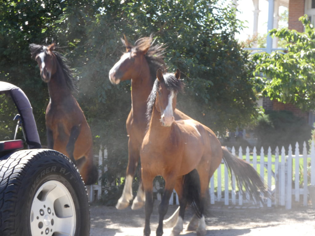 Going wild with the horses in Victoria City. (Photo by Tarra Gaines)