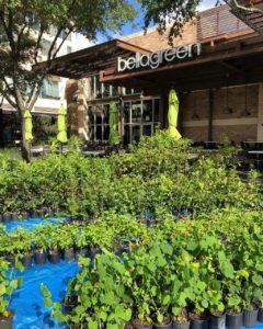 Trees for Houston (Photo by Trees for Houston)