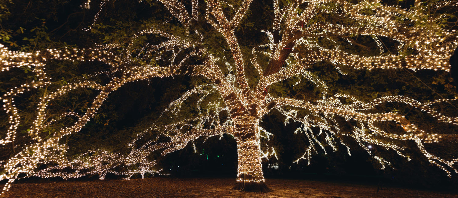 The Houstonian oak tree