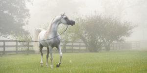 HARIRY AL SHAQAB (Photo by Stuart Vesty)