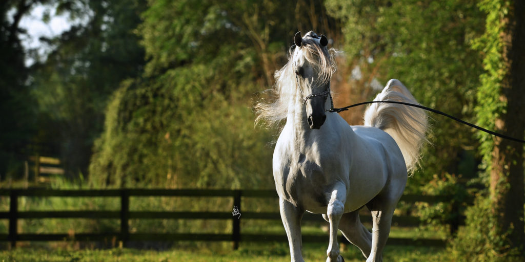 Portrait of Platinum World Champion Arabian Hariry Al Shaqab t his home in New Ulm, Texas (Photo by Stuart Vestry)