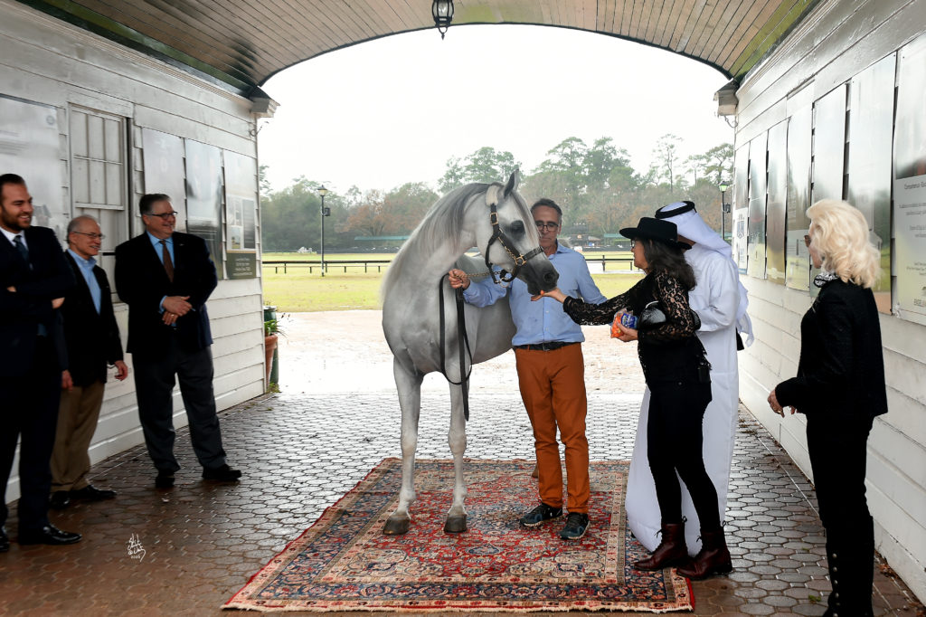 Arabian breeder and trainer Michael Byatt along with equestrian and author Diana Untermeyer will discuss The Arabian Horse: Lore and Legend at the Houston Museum of Natural Science. (Photo by Stuart Vesty)