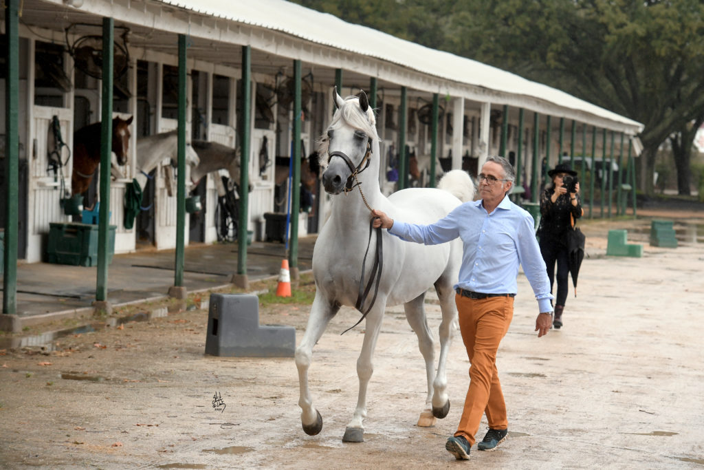 Breeder and trainer Michael Byatt leads world champion Hariry Al Shaqab across  Houston Polo Club grounds. (Photo by Stuart Vesty)