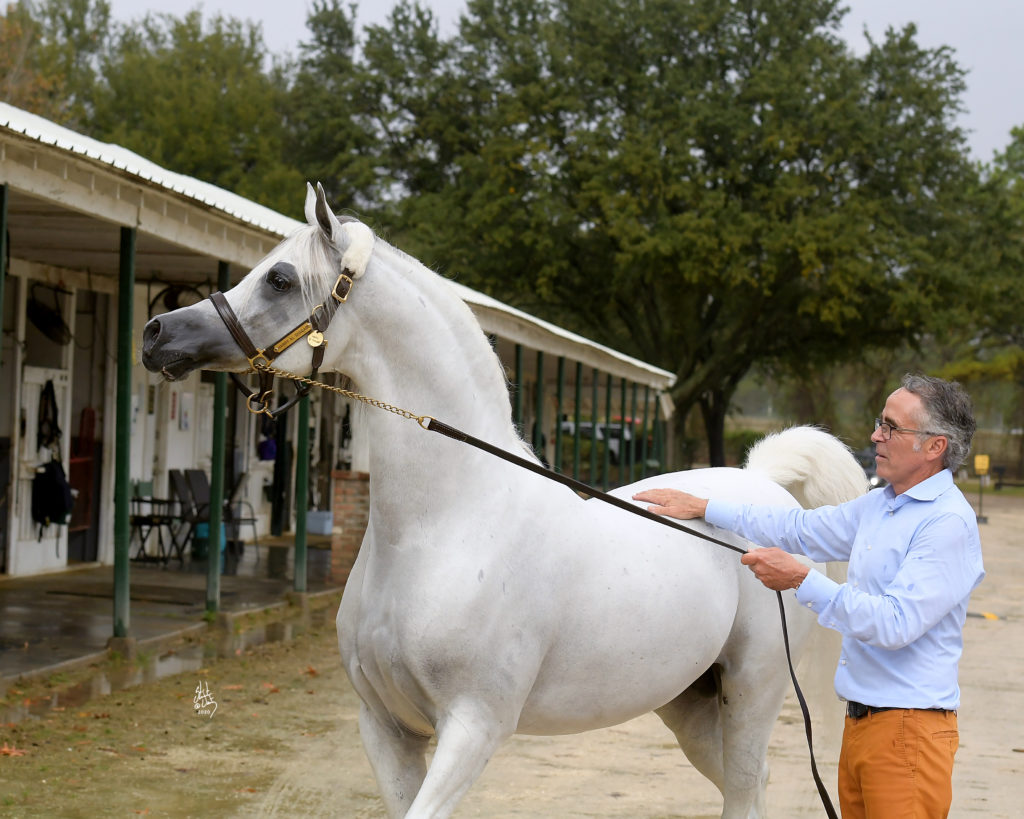 Hariry Al Shaqab, led by Michael Byatt, stands tall as he sees the horses stalled at Houston Polo Club. (Photo by Stuart Vesty)