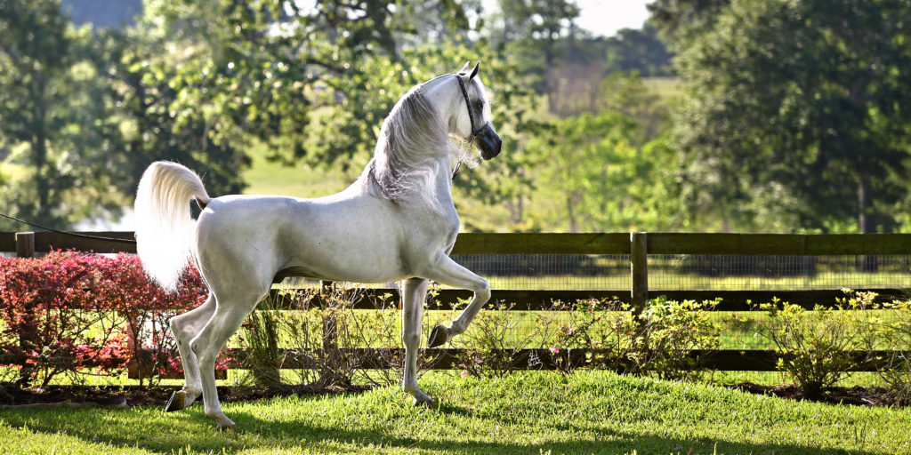 Portrait of Hariry Al Shaqab at  his home in New Ulm, Texas. (Photo by Stuart Vestry)