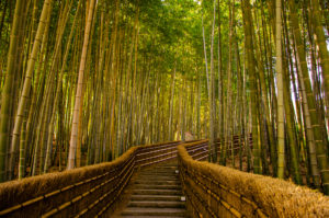Arashiyama Bamboo Forest; Credit; Santiherllor-Shutterstock