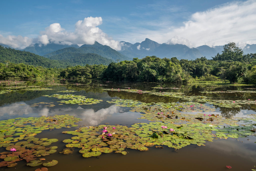 Brazil's Atlantic Rainforest (Photo by vitormarigo, Shutterstock)