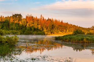 Bialowieza Forest; Credit; Chris Jaroszuk – Shutterstock