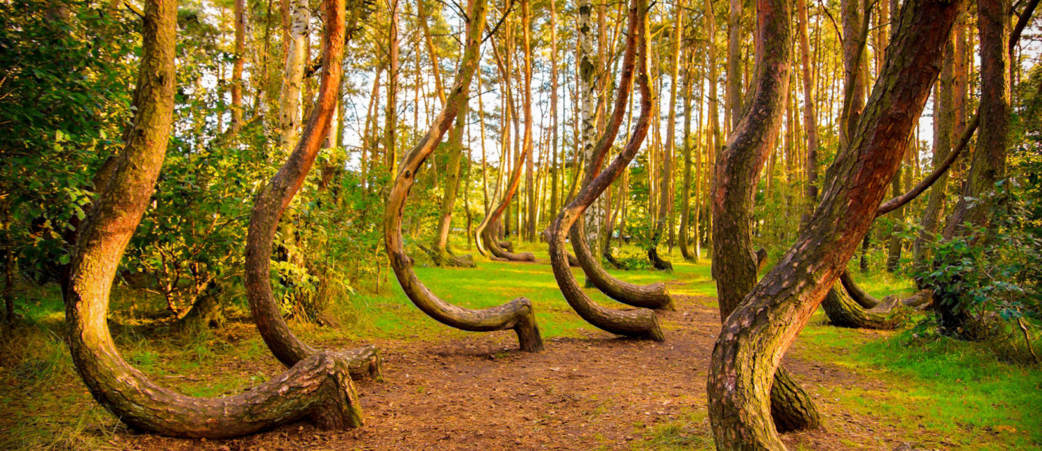 Crooked Forest; Credit; seawhisperShutterstock