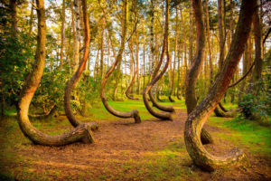Crooked Forest; Credit; seawhisperShutterstock
