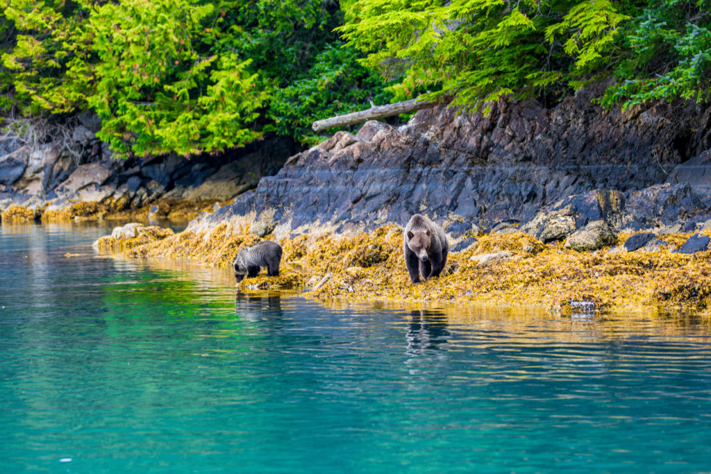 Canada's Great Bear Rainforest (Photo by PharmaShot, Shutterstock)
