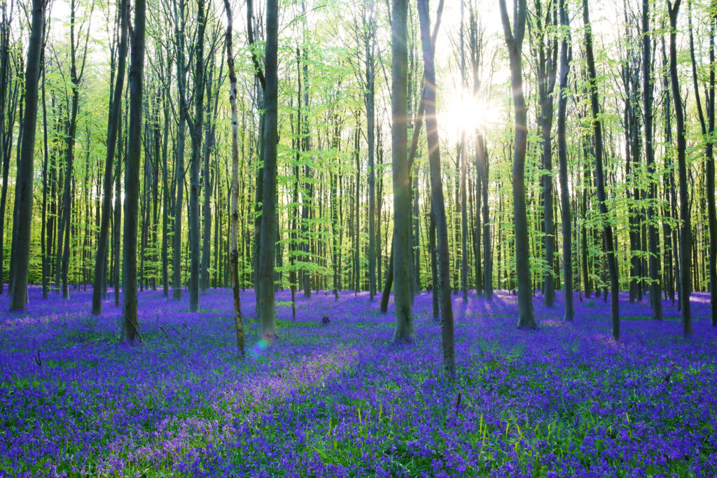 Hallerbos Forest in Belgium (Photo by CroMary, Shutterstock)