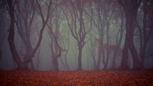 Hoia-Baciu Forest; Credit; Daniel Marian – Shutterstock