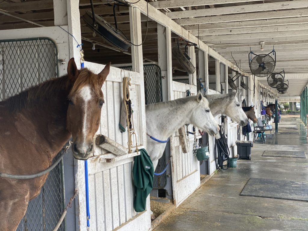 Houston Polo Club horses rise to attention as Hariry Al Shaqab passes by. (Photo by Shelby Hodge)