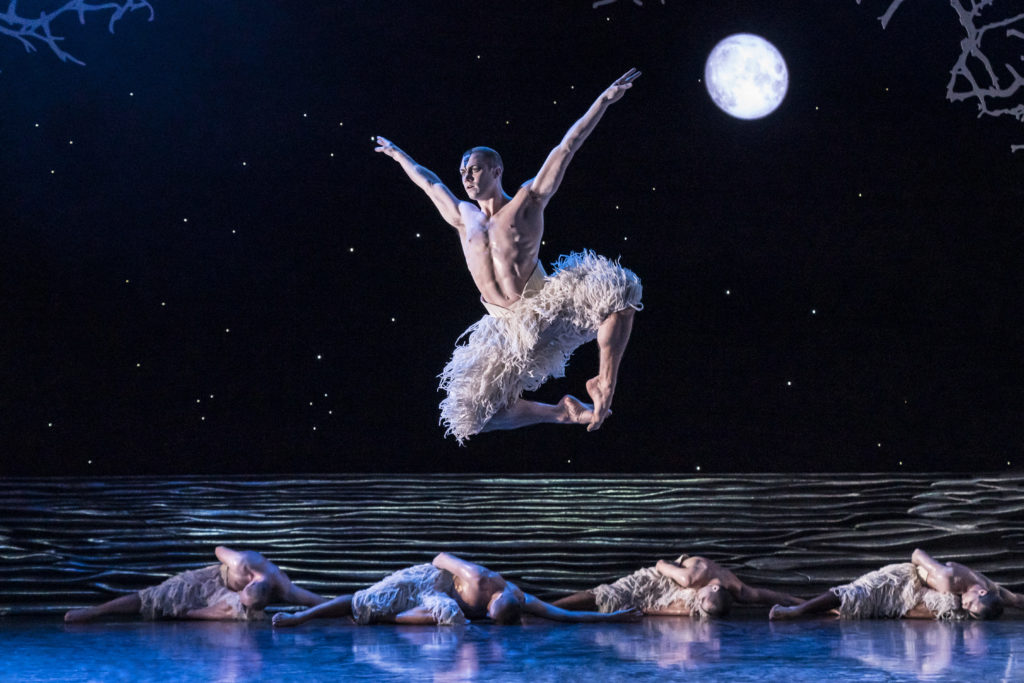The swans take flight.  (Photo by  Johan Persson)