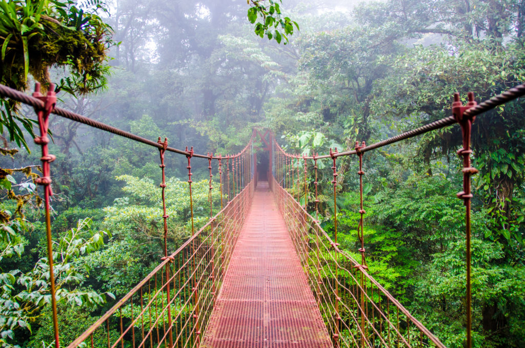 Costa Rica's Monteverde Cloud Forest (Photo by Simon Dannhauer, Shutterstock)