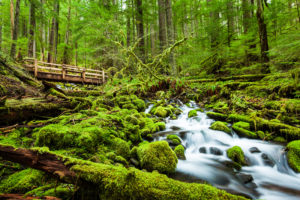 Olympic National Park; Credit; kan_khampanya-Shutterstock