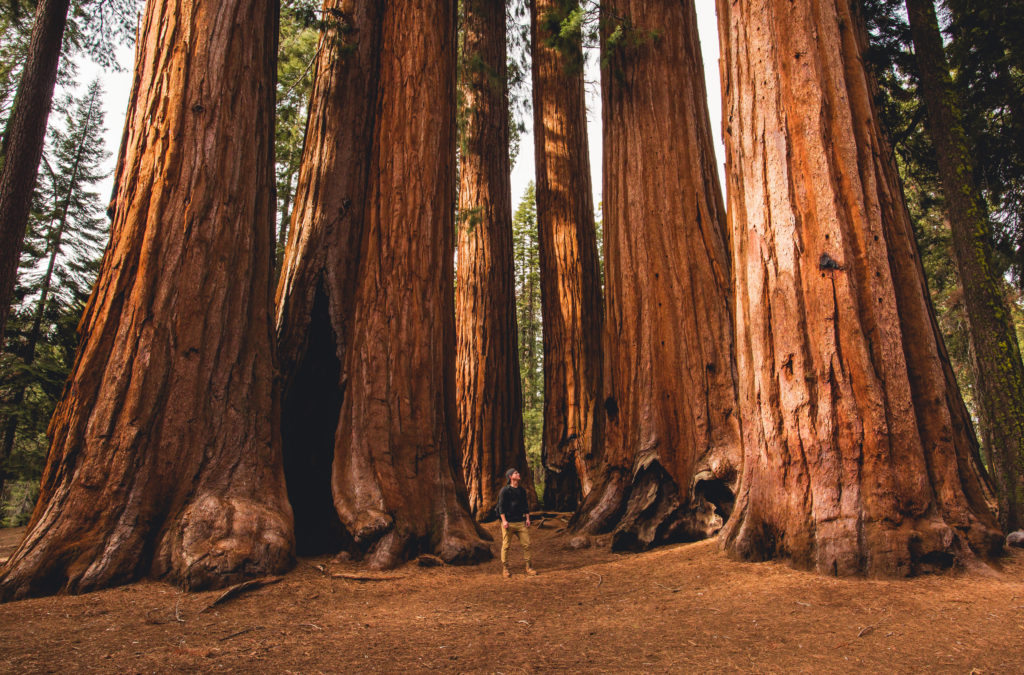 California's Redwood National Park (Photo by Jeison Jaramillo, Shutterstock)