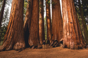 Redwood National Park; Credit; Jeison Jaramillo; Shutterstock