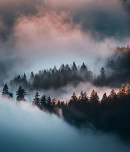 Screen Shot 2020-01-17 at 1.17.19 PM