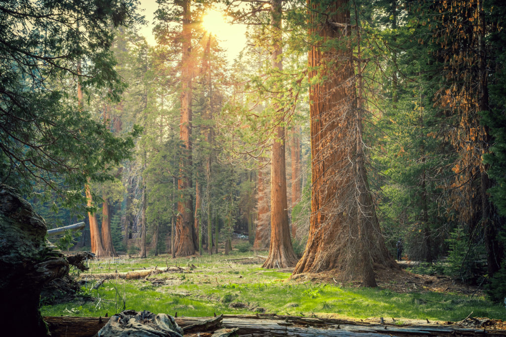 California's Sequoia Forest (Photo by Stephen Moehle, Shutterstock)