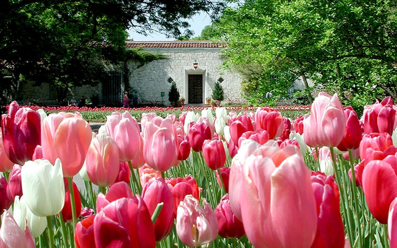 dallas blooms arboretum reopening