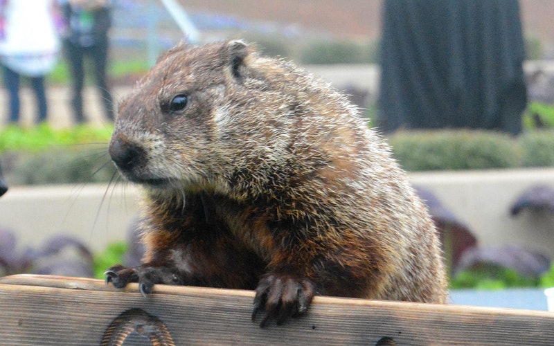 groundhog day