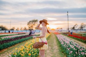 texas-tulips farm