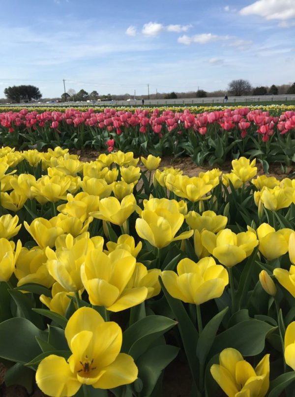 San Antonio's New Tulips Wonderland Comes From Dallas' Flower Wizards