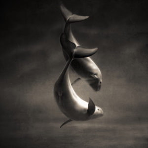 Keith Carter’s “Only a Little Planet,” 2019