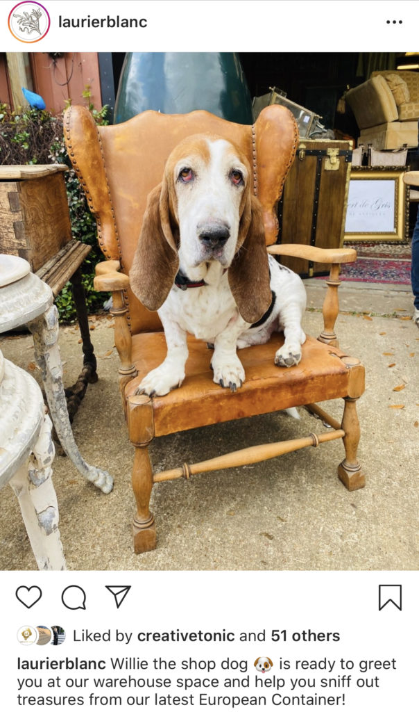 Laurier Blanc's shop dog Willie greets visitors by appointment at the Rice Military Warehouse