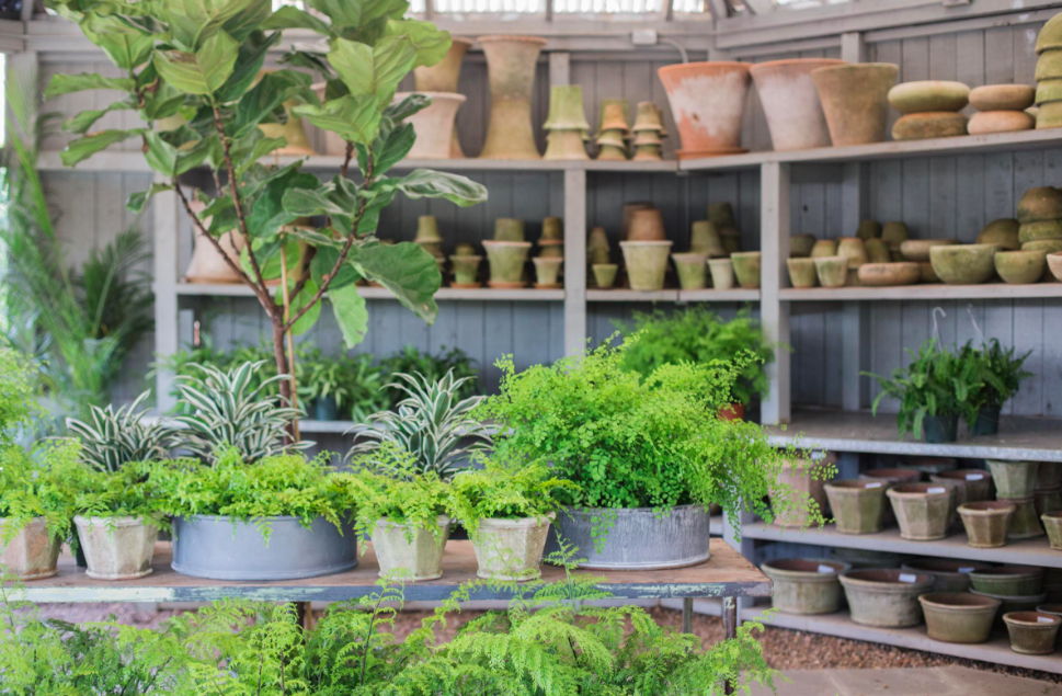 Thompson + Hanson is home to a wide range of flowers, plants, pots and more.