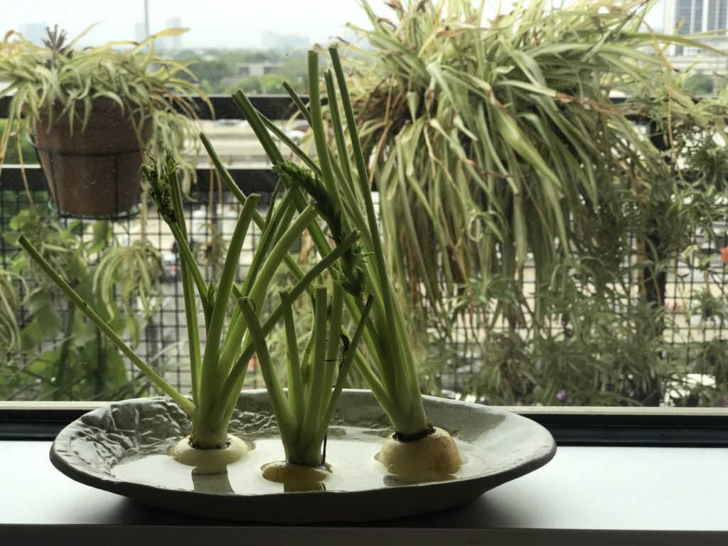 Rooting carrot stems on artist Mary Margaret Hansen's windowsill provide a moment of green contemplation. Bounty such as this also fuels this artist's collage-making.