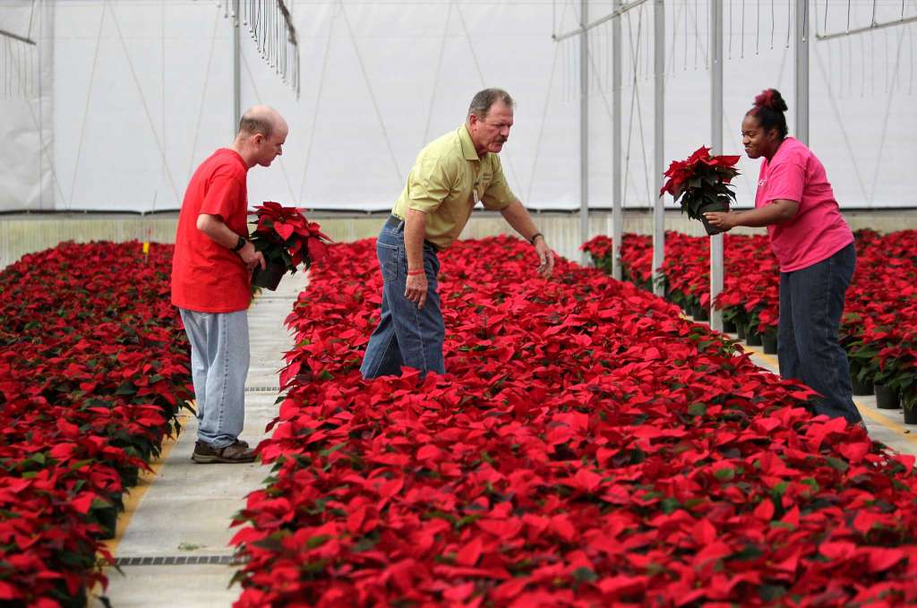 The Brookwood Community grows some 50,000 poinsettias each year. (Photo by The Brookwood Community)