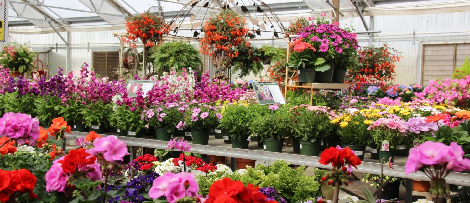 Brookwood Community plants can be order on line and picked up at the campus in Brookshire. (Photo by The Brookwood Community)
