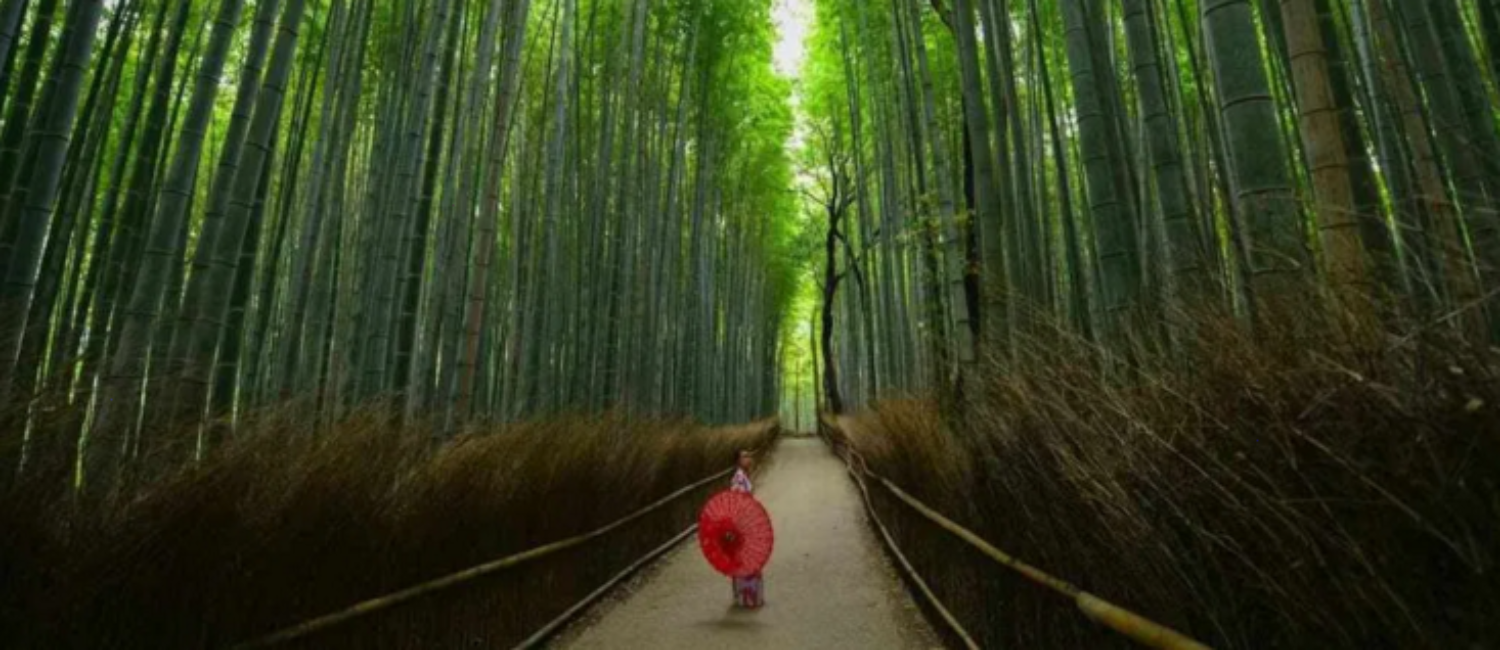 Nature offers the ultimate recharge from stress. You’ll soon be hearing the concept of forest bathing and biophilia entering the popular consciousness, and covered by the mainstream media. (Compare Retreats Magazine, photo Walter Mario Stein)