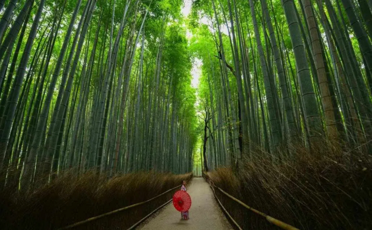 Nature offers the ultimate recharge from stress. You’ll soon be hearing the concept of forest bathing and biophilia entering the popular consciousness, and covered by the mainstream media. (Compare Retreats Magazine, photo Walter Mario Stein)