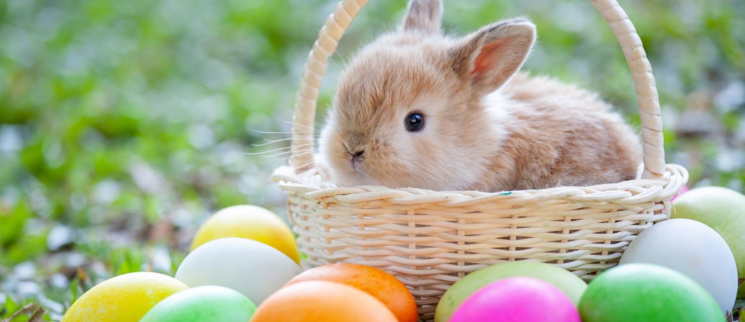 Easter bunny