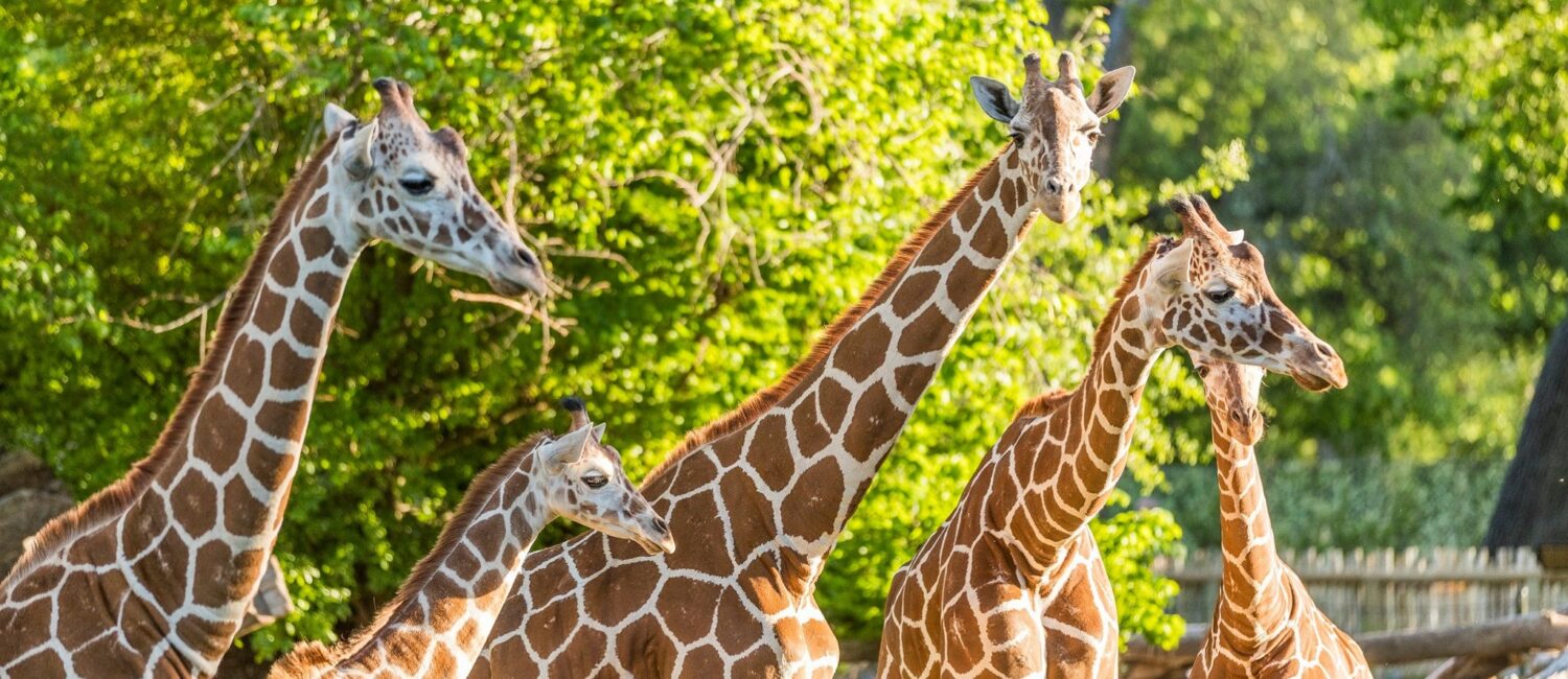 Fort Worth Zoo