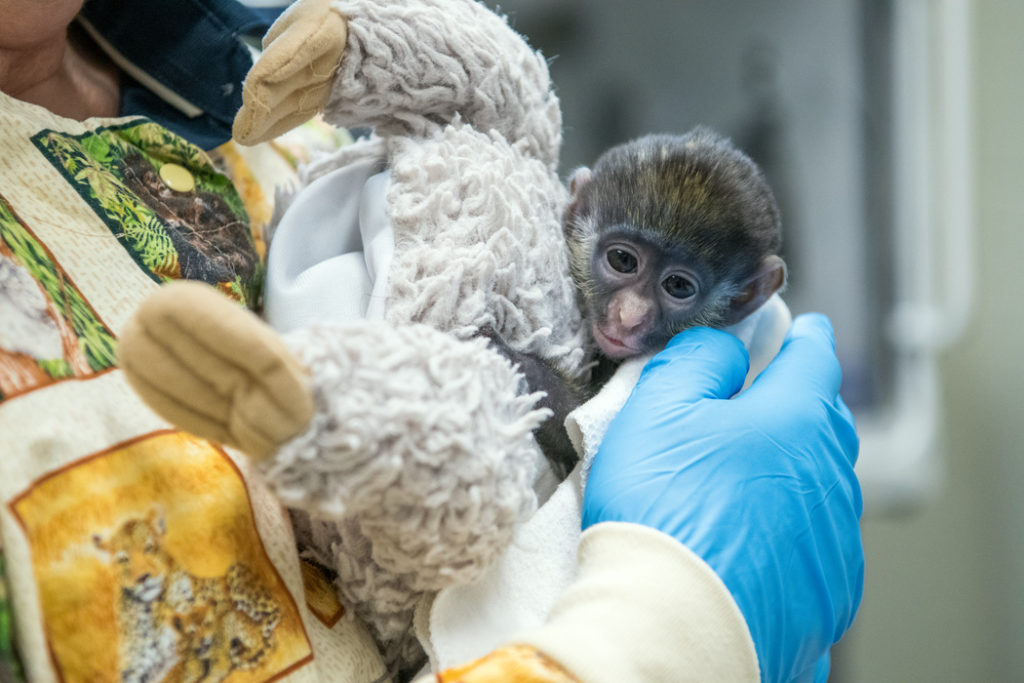 Guenon Peter Rabbit so named because he was born on Easter weekend. (Photo by Stephanie Adams/Houston Zoo)