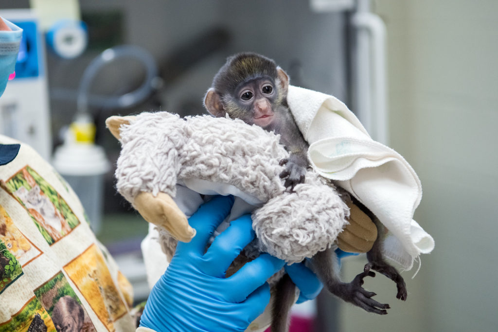 Guenon Peter Rabbit so named because he was born on Easter weekend. (Photo by Stephanie Adams/Houston Zoo)