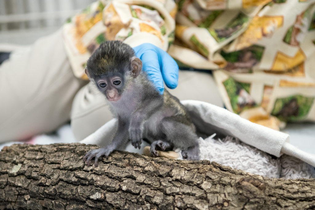 Guenon Peter Rabbit so named because he was born on Easter weekend. (Photo by Stephanie Adams/Houston Zoo)