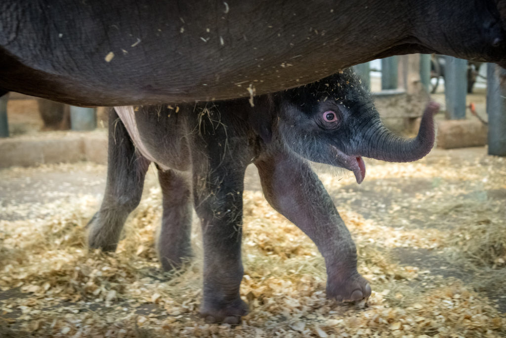 The 326-pound Nelson and his mom, Shanti, are both well following a complicated birth.  (Photo by Stephanie Adams/Houston Zoo)