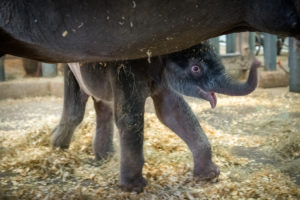 2020 Baby (Photo by Stephanie Adams/Houston Zoo)
