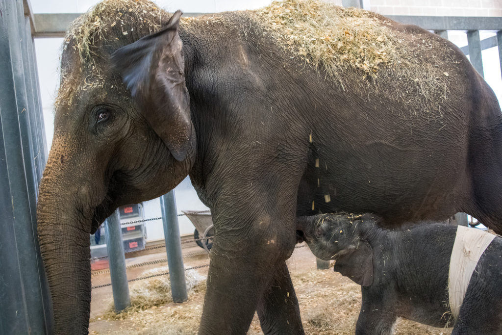 Nelson nurses shortly after emergency surgery.  (Photo by Stephanie Adams/Houston Zoo)