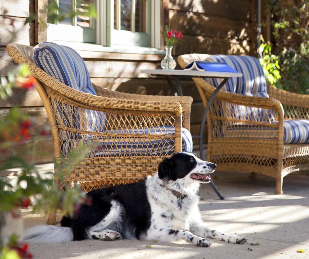 Dogs are welcome at Lake Austin Spa Resort (Photo by Lake Austin Spa Resort)