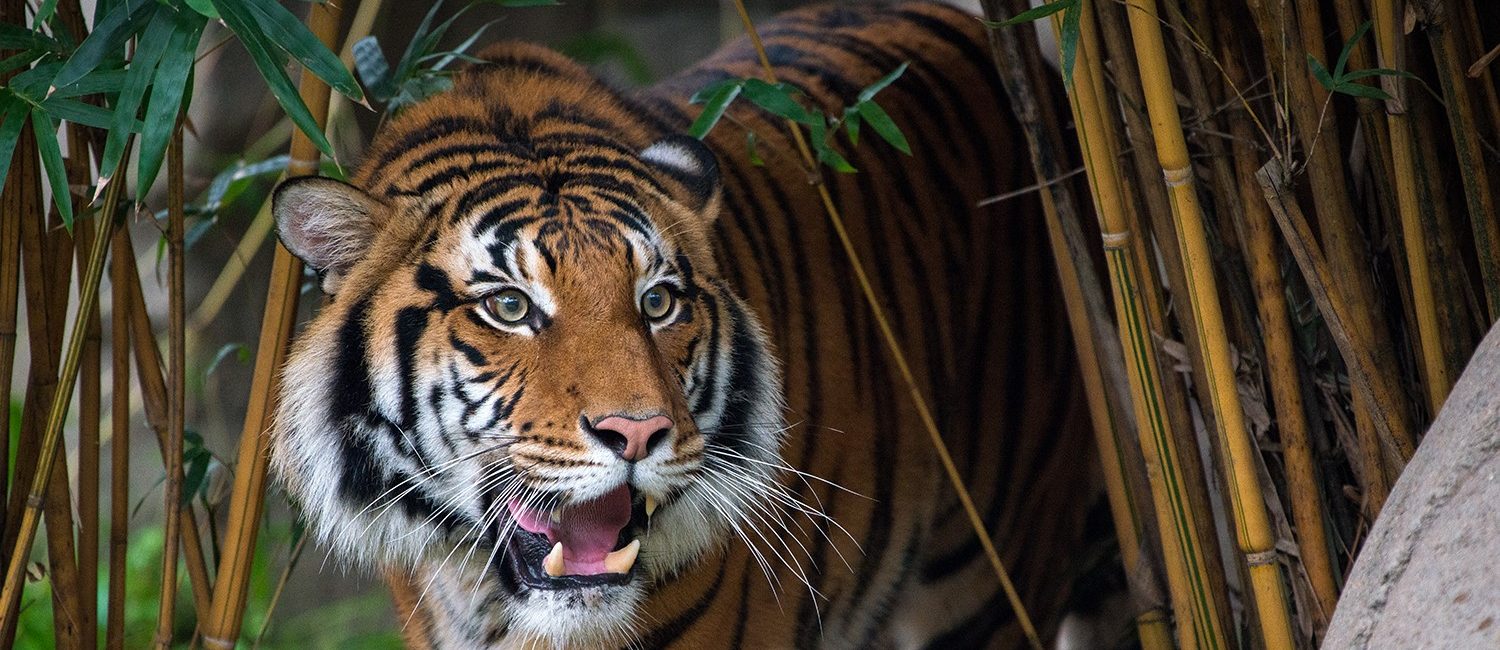 © Stephanie Adams, Houston Zoo (Photo by Stephanie Adams/Houston Zoo)