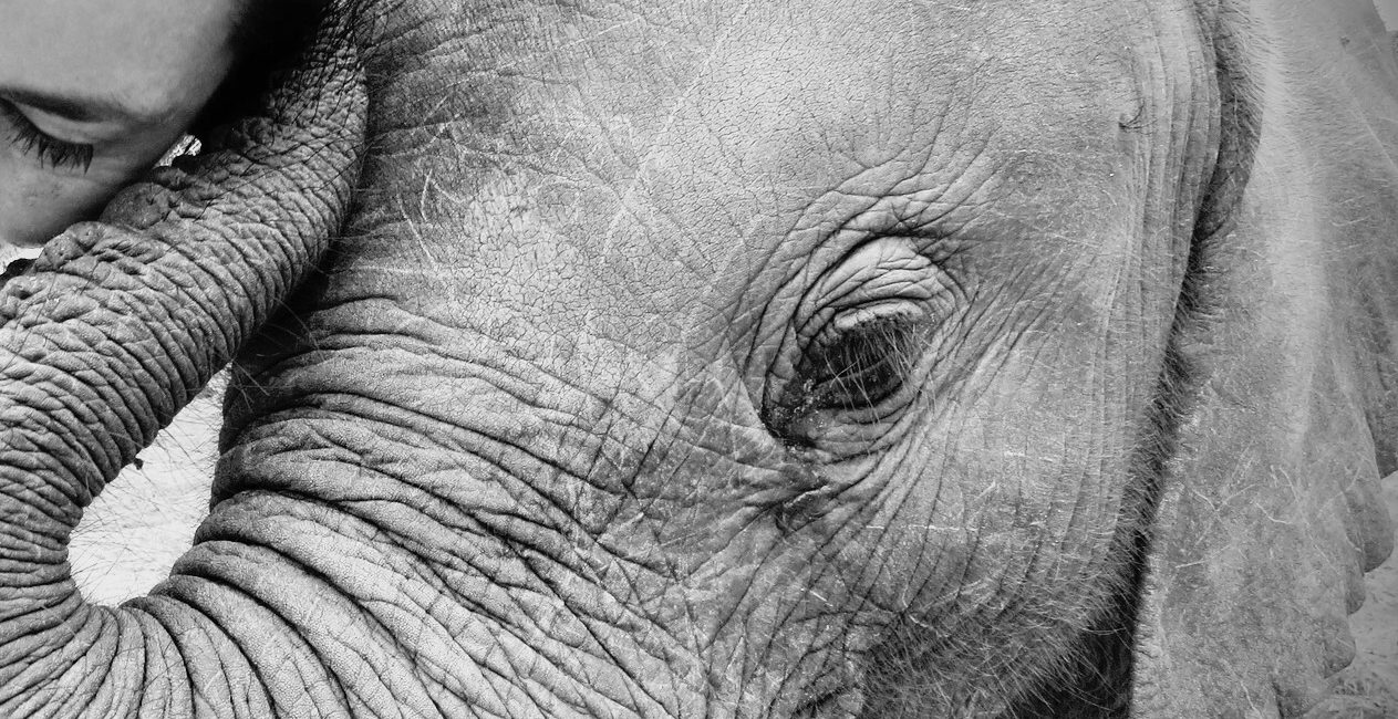 Eye to Eye: Debra Stevens, co-founder of Elephant Havens with orphaned elephant Naledi.