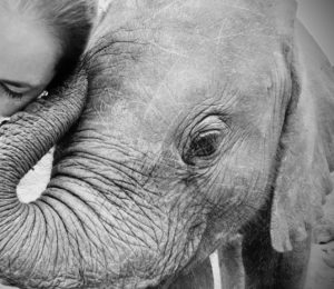 Eye to Eye: Debra Stevens, co-founder of Elephant Havens with orphaned elephant Naledi.